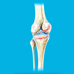 arthritis4-2-min.png