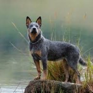 loveyourpets